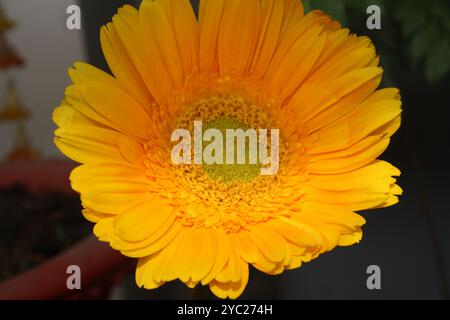 Gerbera (Gerbera x ibrida) di colore giallo dorato. Foto Stock