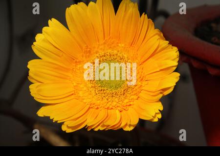 Gerbera (Gerbera x ibrida) di colore giallo dorato. Foto Stock