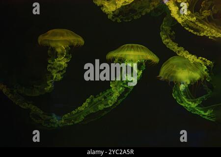 Gruppo di ortica marina sudamericana Jellifish, Chrysaora plocamia che nuotano in una vasca acquaria con illuminazione al neon gialla. Organismo acquatico, animale, un Foto Stock