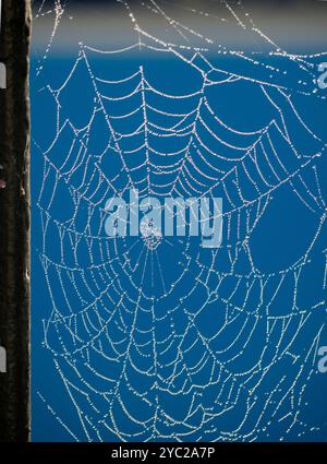 L'intera lunghezza del Tamigi in abbandono è molto panoramica. Ma qui c'è una vista che pochi turisti o turisti potranno mai vedere - ragnatele autunnali di mattina presto sulle ringhiere vittoriane che fronteggiano Wilsham Road, che corre lungo il lungomare tra St Helens Wharf e la Marina. Perché sono così visibili in questo periodo dell'anno, potete chiedere? Ci sono due motivi: In primo luogo, le morbide nebbie del mattino presto dal fiume le fanno illuminare magicamente, proprio come questo, quando il sole è basso. E in secondo luogo, i ragni devono riprodursi prima di morire. Questo significa che devono morire. E questo vuol dire che no Foto Stock