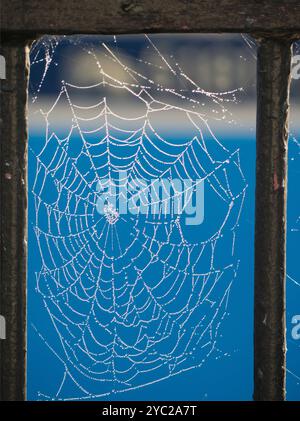 L'intera lunghezza del Tamigi in abbandono è molto panoramica. Ma qui c'è una vista che pochi turisti o turisti potranno mai vedere - ragnatele autunnali di mattina presto sulle ringhiere vittoriane che fronteggiano Wilsham Road, che corre lungo il lungomare tra St Helens Wharf e la Marina. Perché sono così visibili in questo periodo dell'anno, potete chiedere? Ci sono due motivi: In primo luogo, le morbide nebbie del mattino presto dal fiume le fanno illuminare magicamente, proprio come questo, quando il sole è basso. E in secondo luogo, i ragni devono riprodursi prima di morire. Questo significa che devono morire. E questo vuol dire che no Foto Stock