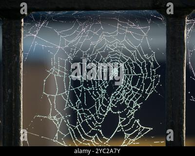 L'intera lunghezza del Tamigi in abbandono è molto panoramica. Ma qui c'è una vista che pochi turisti o turisti potranno mai vedere - ragnatele autunnali di mattina presto sulle ringhiere vittoriane che fronteggiano Wilsham Road, che corre lungo il lungomare tra St Helens Wharf e la Marina. Perché sono così visibili in questo periodo dell'anno, potete chiedere? Ci sono due motivi: In primo luogo, le morbide nebbie del mattino presto dal fiume le fanno illuminare magicamente, proprio come questo, quando il sole è basso. E in secondo luogo, i ragni devono riprodursi prima di morire. Questo significa che devono morire. E questo vuol dire che no Foto Stock