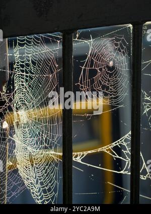 L'intera lunghezza del Tamigi in abbandono è molto panoramica. Ma qui c'è una vista che pochi turisti o turisti potranno mai vedere - ragnatele autunnali di mattina presto sulle ringhiere vittoriane che fronteggiano Wilsham Road, che corre lungo il lungomare tra St Helens Wharf e la Marina. Perché sono così visibili in questo periodo dell'anno, potete chiedere? Ci sono due motivi: In primo luogo, le morbide nebbie del mattino presto dal fiume le fanno illuminare magicamente, proprio come questo, quando il sole è basso. E in secondo luogo, i ragni devono riprodursi prima di morire. Questo significa che devono morire. E questo vuol dire che no Foto Stock