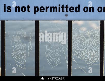 L'intera lunghezza del Tamigi in abbandono è molto panoramica. Ma qui c'è una vista che pochi turisti o turisti potranno mai vedere - ragnatele autunnali di mattina presto sulle ringhiere vittoriane che fronteggiano Wilsham Road, che corre lungo il lungomare tra St Helens Wharf e la Marina. Perché sono così visibili in questo periodo dell'anno, potete chiedere? Ci sono due motivi: In primo luogo, le morbide nebbie del mattino presto dal fiume le fanno illuminare magicamente, proprio come questo, quando il sole è basso. E in secondo luogo, i ragni devono riprodursi prima di morire. Questo significa che devono morire. E questo vuol dire che no Foto Stock