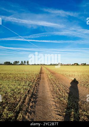 Sentiero pedonale e prime ombre in un campo nel Lower Radley all'alba. La maggior parte dell'area circostante, fuori dal mio villaggio, Radley, nell'Oxfordshire, è composta da fattorie. Qui c'è un campo nella parte bassa del villaggio, più vicino al Tamigi, tagliato da un sentiero pedonale. La mia ombra guarda, retroilluminata alla prima luce. Foto Stock