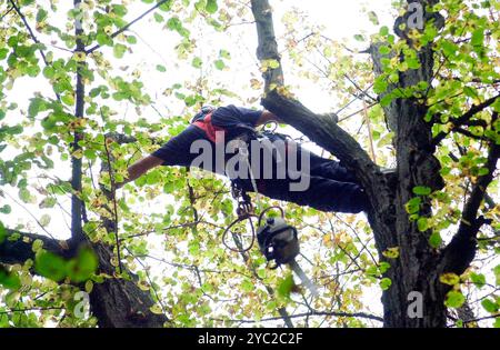 aborista che lavora in altezza durante la cura degli alberi e aborista che potava gli alberi che lavora in altezza durante la cura degli alberi Foto Stock
