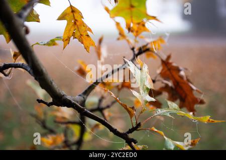 Foglie autunnali croccanti contro la nebbia mattutina Foto Stock