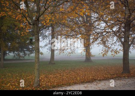 Gli alberi autunnali e le foglie cadute si sono messi contro la nebbia mattutina Foto Stock