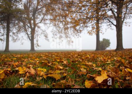 Le foglie autunnali cadute sono contro la nebbia mattutina Foto Stock