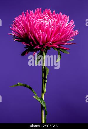 aster Lady Coral rosso in fiore su sfondo viola Foto Stock