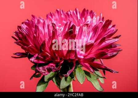 aster Lady Coral rosso in fiore su sfondo rosso Foto Stock