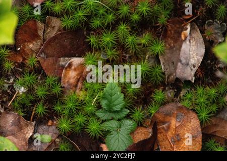 Primo piano di muschio verde e foglie marroni che coprono il fondo della foresta Foto Stock