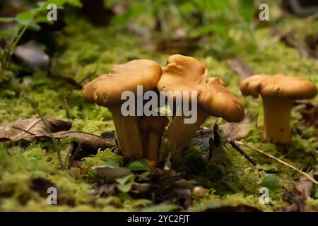 Gruppo di funghi Chantrelle tra muschio verde brillante. Foto Stock