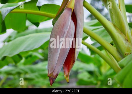 Vista ravvicinata della fioritura delle banane su un albero di banana Foto Stock