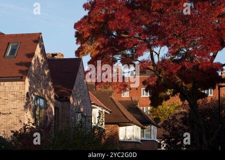 Le foglie autunnali sono viste su frassini a lievito stretto (Fraxinus angustifolia) sopra le case in una strada residenziale a Lambeth, nel sud di Londra, il 18 ottobre 2024, a Londra, Inghilterra. La cenere a foglia stretta è un albero deciduo a rapida crescita, impollinato dal vento, Foto Stock