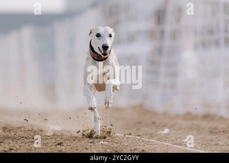 Campo da corsa Pure Whippet Sight Hound, sport per cani da ginnastica Foto Stock