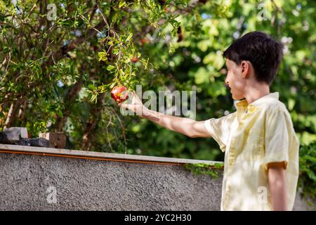 Ragazzo adolescente che raccoglie melograni in giardino Foto Stock