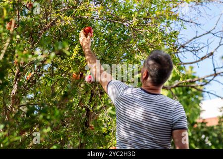 Uomo che raccoglie melograni nel giardino, vista da dietro Foto Stock