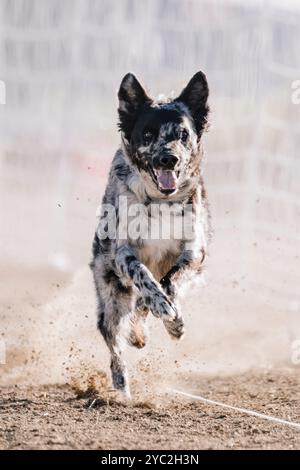 Corso ungherese di richiamo da corsa Mudi Sport da cani Sprint Foto Stock