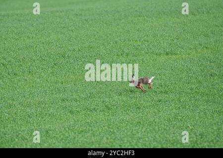 Brown Hare corre attraverso il campo erboso, le Orcadi, in Scozia Foto Stock