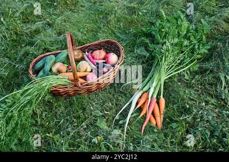 Un cestino di verdure e un mazzo di carote colorate sull'erba Foto Stock