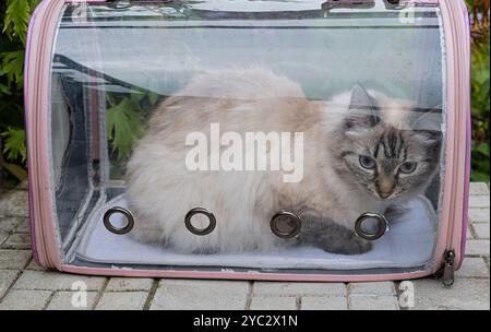 Un morbido gatto Neva Masquerade con occhi azzurri si trova comodamente all'interno di un portabagagli trasparente, osservando l'ambiente circostante, circondato. Foto Stock