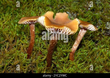 Il Laccaria laccata (deceiver) è un fungo che si trova nei boschi e nelle brughiere in tutto il Nord America e in Europa. Foto Stock