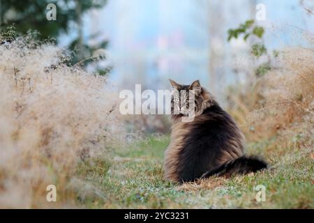 Tabby nero, gatto della foresta norvegese seduto su un sentiero nel prato Foto Stock