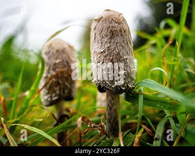 Lochem, Paesi Bassi. 20 ottobre 2024. Due funghi Shaggy Ink Cap sono visti crescere in mezzo all'erba. È autunno, il che significa che ci sono funghi nelle foreste e nei parchi nazionali di tutti i Paesi Bassi. Ci sono circa 5.250 specie di funghi nei Paesi Bassi. Molte di queste sono minacciate seriamente e circa 200 specie si sono estinte nei Paesi Bassi negli ultimi decenni. È la stagione perfetta per scattare foto della natura e godersi la caccia ai funghi. Credito: SOPA Images Limited/Alamy Live News Foto Stock