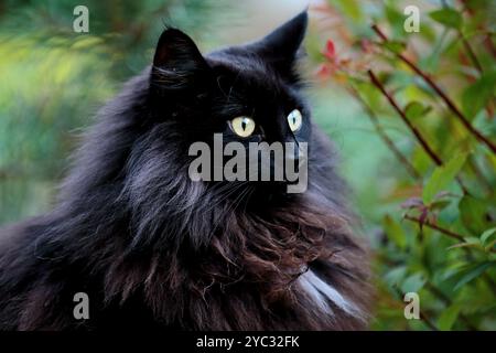 Femmina di gatto della foresta norvegese nera seduta e nascosta in giardino tra le piantagioni Foto Stock