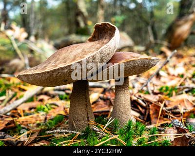 Lochem, Paesi Bassi. 20 ottobre 2024. Due spessi funghi marroni crescono insieme. È autunno, il che significa che ci sono funghi nelle foreste e nei parchi nazionali di tutti i Paesi Bassi. Ci sono circa 5.250 specie di funghi nei Paesi Bassi. Molte di queste sono minacciate seriamente e circa 200 specie si sono estinte nei Paesi Bassi negli ultimi decenni. È la stagione perfetta per scattare foto della natura e godersi la caccia ai funghi. Credito: SOPA Images Limited/Alamy Live News Foto Stock