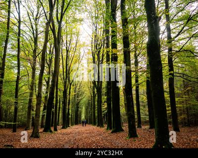 Lochem, Paesi Bassi. 20 ottobre 2024. Due persone si vedono camminare in un giorno autunnale. È autunno, il che significa che ci sono funghi nelle foreste e nei parchi nazionali di tutti i Paesi Bassi. Ci sono circa 5.250 specie di funghi nei Paesi Bassi. Molte di queste sono minacciate seriamente e circa 200 specie si sono estinte nei Paesi Bassi negli ultimi decenni. È la stagione perfetta per scattare foto della natura e godersi la caccia ai funghi. Credito: SOPA Images Limited/Alamy Live News Foto Stock