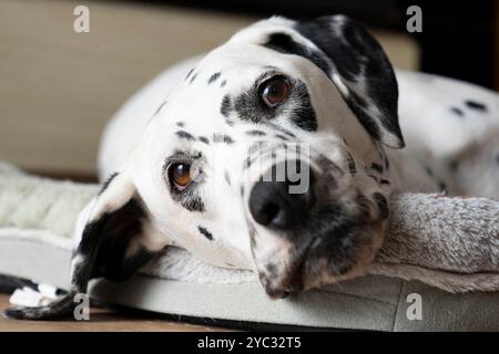 Carino cane dalmata che guarda con la mia macchina fotografica Foto Stock