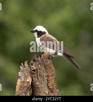 La Shrike con corona bianca del nord è strettamente imparentata con la vera famiglia shrike. Vivono in piccole unità familiari che volano in gruppi rumorosi Foto Stock