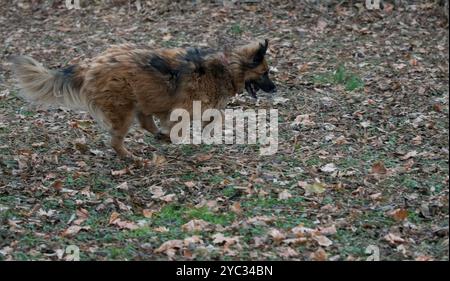 Buon cane che corre nel cortile Foto Stock