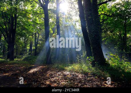 La luce del sole sul legno fuma attraverso gli alberi, Cardiff, Galles del Sud, Regno Unito. Presa ottobre 2024. Autunno Foto Stock