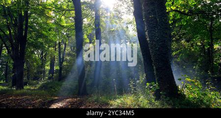 La luce del sole sul legno fuma attraverso gli alberi, Cardiff, Galles del Sud, Regno Unito. Presa ottobre 2024. Autunno Foto Stock