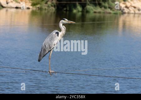 Aironi grigi (Ardea cinerea) بلشون أرمد guado in uno stagno d'acqua. Questo grande uccello caccia in laghi, fiumi e paludi, pesca di pesci o piccoli animali con Foto Stock