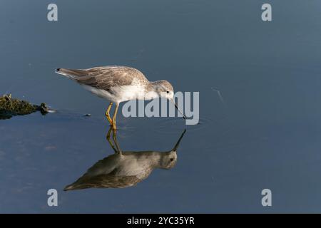 Marsh Sandpiper (Tringa stagnatilis) طيطوي المستنقع guado in acqua. Fotografato in Israele ad agosto Foto Stock