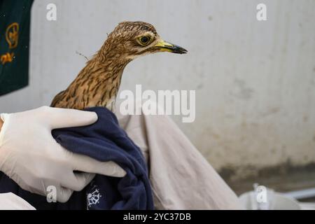 Un membro del personale veterinario sta somministrando farmaci a un frumento ricoverato in ospedale, (Crex crex) alias صفرد corncrake o landrail fotografato Foto Stock