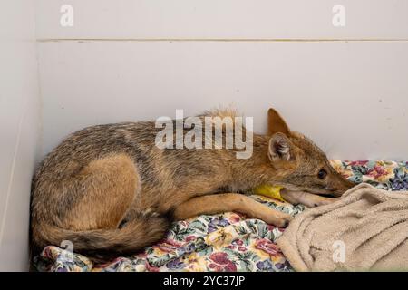 Giovane sciacallo dorato ospedaliero (Canis aureus) fotografato all'Israeli Wildlife Hospital, Ramat Gan, Israele Foto Stock