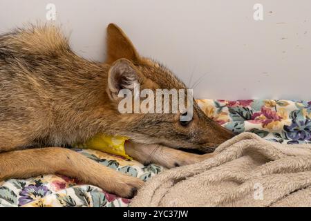 Giovane sciacallo dorato ospedaliero (Canis aureus) fotografato all'Israeli Wildlife Hospital, Ramat Gan, Israele Foto Stock