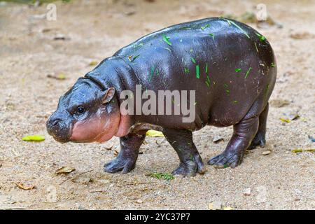 Un ippopotamo nano pigmeo femminile, Khao Kheow Open Zoo a Chonburi in Thailandia Foto Stock