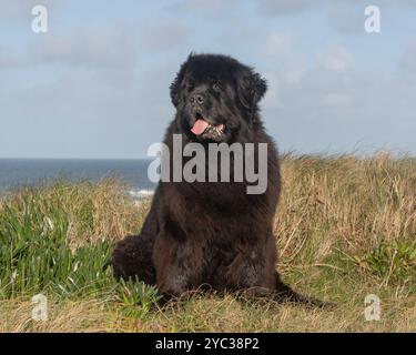 Cane di Terranova sulla cima di una scogliera Foto Stock