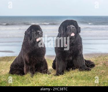 Due cani di Terranova seduti sulle scogliere con il mare sullo sfondo Foto Stock