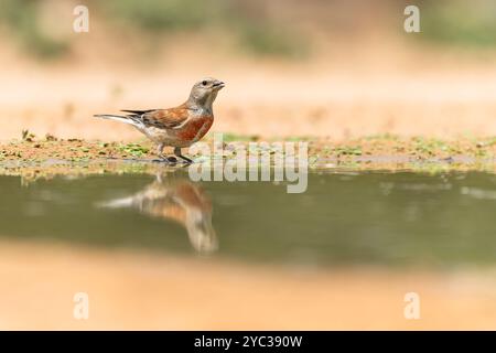 Linnet comune ( Linaria cannabina syn Fringilla cannabina o Carduelis cannabina تفاحي مألوف ) vicino a una pozzanghera d'acqua, israele a giugno Foto Stock