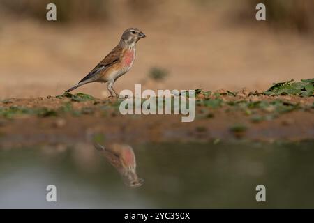 Linnet comune ( Linaria cannabina syn Fringilla cannabina o Carduelis cannabina تفاحي مألوف ) vicino a una pozzanghera d'acqua, israele a maggio Foto Stock
