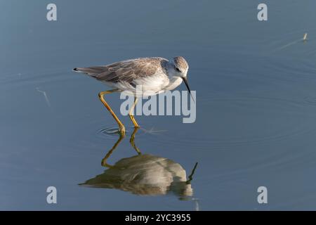 Marsh Sandpiper (Tringa stagnatilis) طيطوي المستنقع guado in acqua. Fotografato in Israele ad agosto Foto Stock