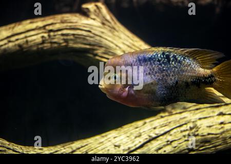 Un pesce vivace nuota graziosamente intorno in una vasca che si trova proprio accanto a un tronco di legno, creando una splendida scena subacquea Foto Stock