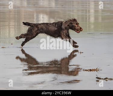 spaniel cocker inglese che corre sulla spiaggia Foto Stock